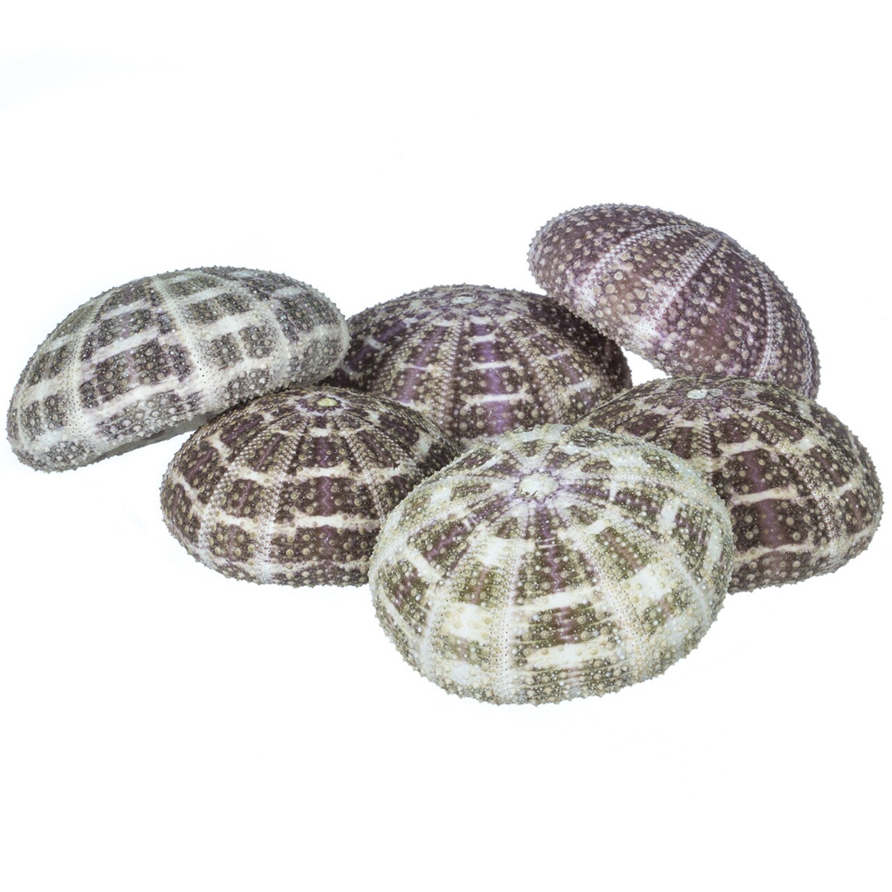 Sea Urchin 6 Alphonse Sea Urchin Shells 2.5"-3" for Craft and Decor